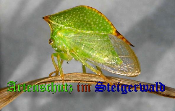 Bild zum Eintrag (1129745-160)