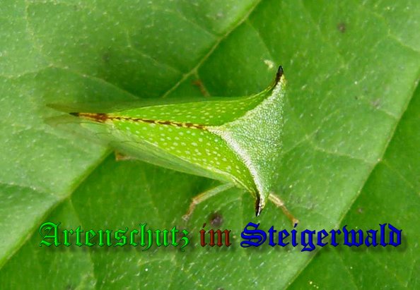 Bild zum Eintrag (1129748-160)