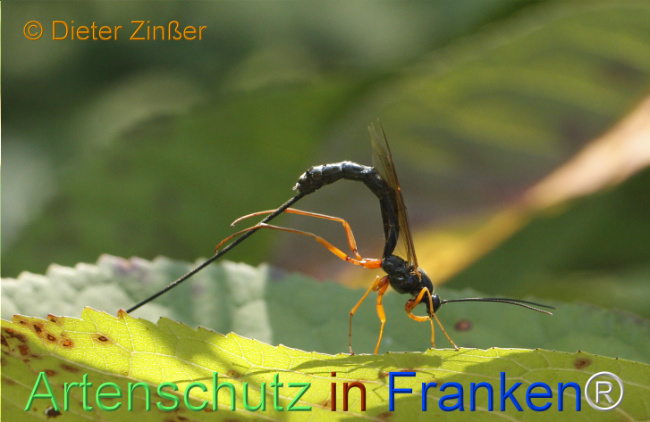 Bild zum Eintrag (1129759-160)