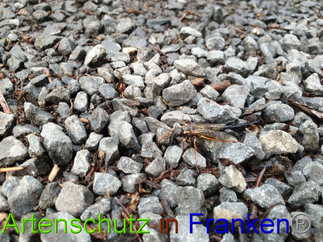 Bild zum Eintrag (1129760-160)