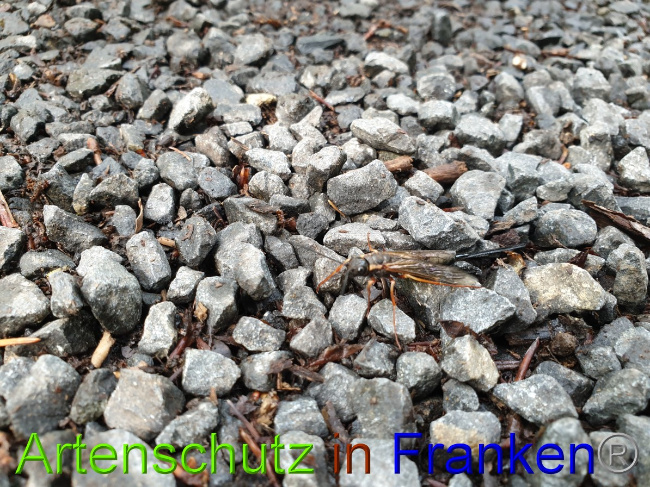 Bild zum Eintrag (1129761-160)