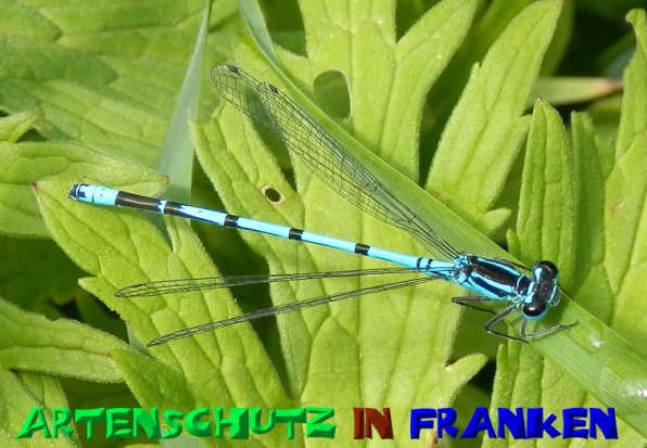 Bild zum Eintrag (1129778-160)