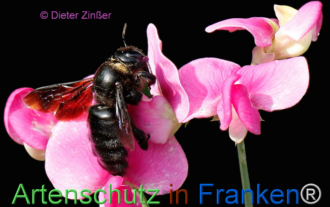 Bild zum Eintrag (1129827-160)