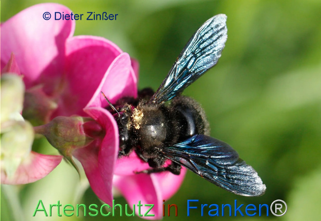 Bild zum Eintrag (1129828-160)