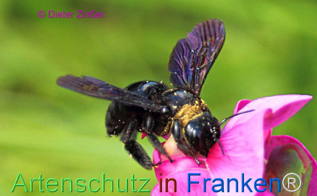 Bild zum Eintrag (1129829-160)