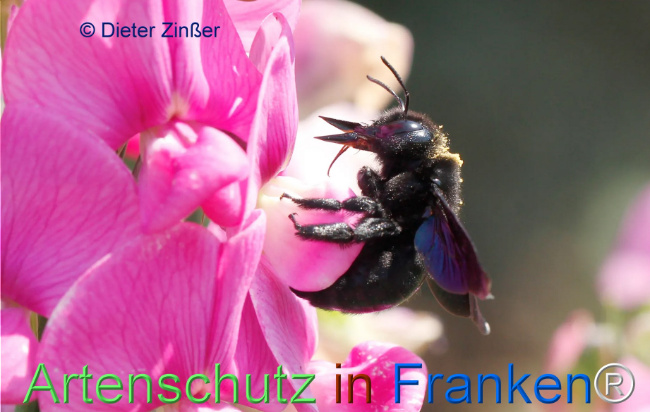 Bild zum Eintrag (1129834-160)