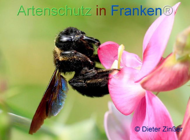 Bild zum Eintrag (1129835-160)