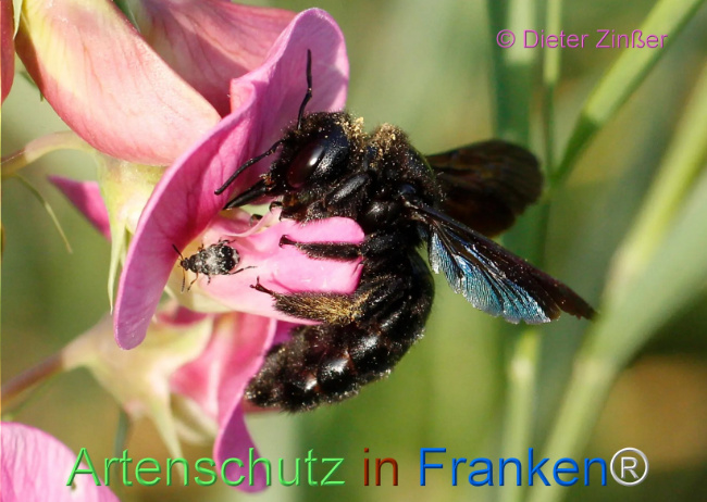 Bild zum Eintrag (1129836-160)