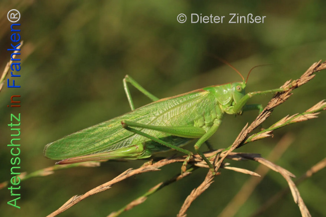 Bild zum Eintrag (1129941-160)