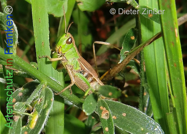 Bild zum Eintrag (1129942-160)