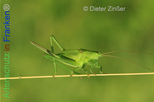 Bild zum Eintrag (1129943-160)