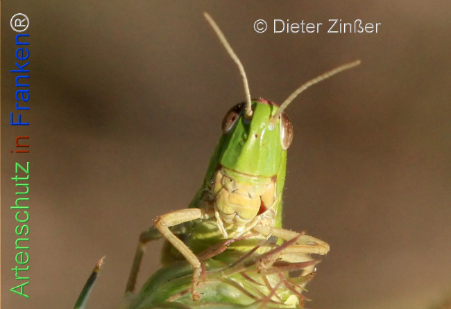 Bild zum Eintrag (1129944-160)