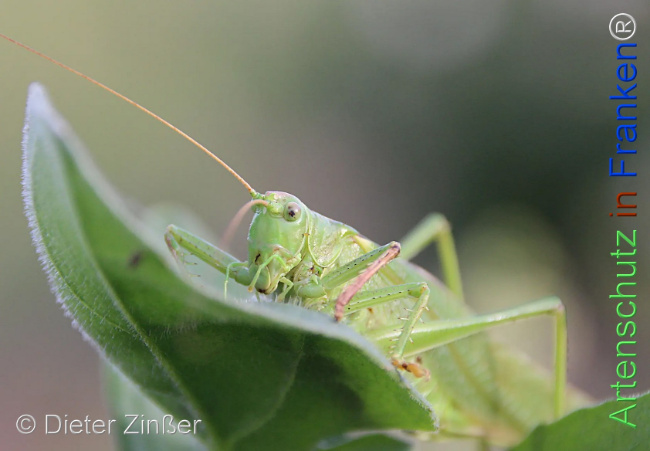 Bild zum Eintrag (1129945-160)