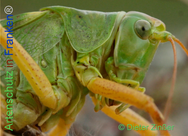 Bild zum Eintrag (1129952-160)