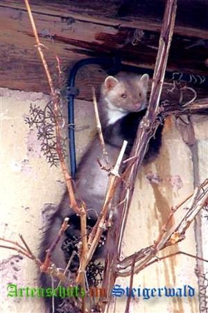 Bild zum Eintrag (1129972-160)