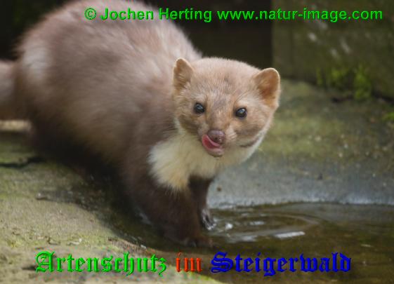 Bild zum Eintrag (1129973-160)