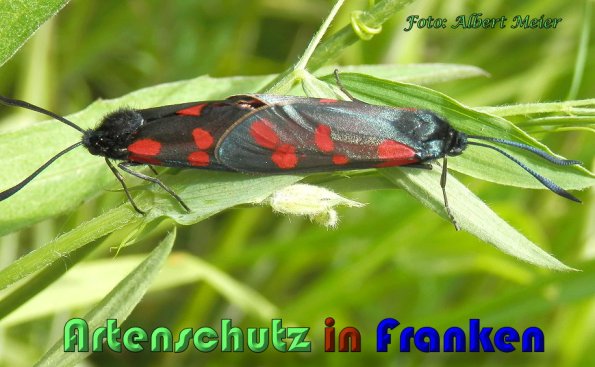 Bild zum Eintrag (1130016-160)