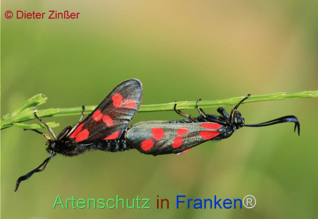 Bild zum Eintrag (1130018-160)