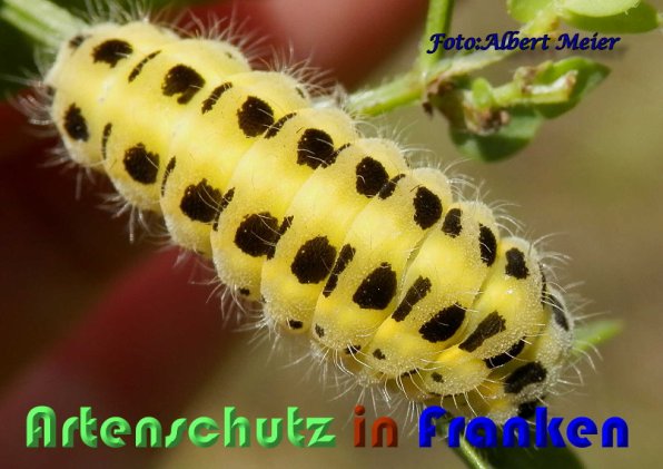 Bild zum Eintrag (1130020-160)