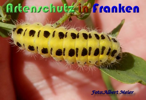 Bild zum Eintrag (1130022-160)