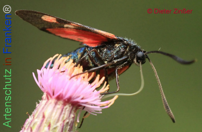 Bild zum Eintrag (1130033-160)