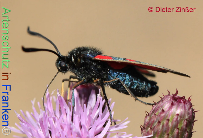 Bild zum Eintrag (1130034-160)