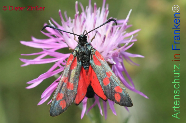 Bild zum Eintrag (1130035-160)