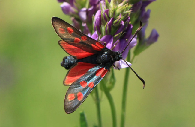 Bild zum Eintrag (1130036-160)