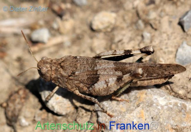 Bild zum Eintrag (1130055-160)