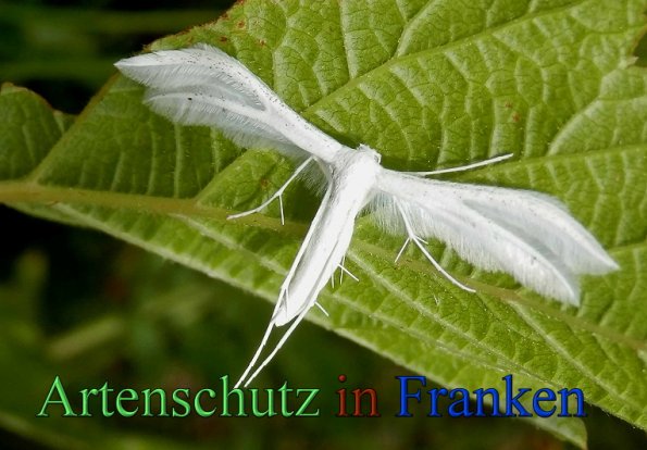 Bild zum Eintrag (1130059-160)