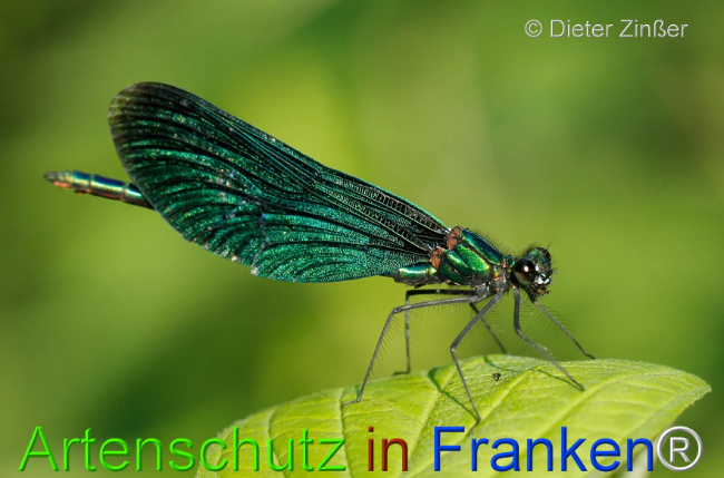 Bild zum Eintrag (1130092-160)