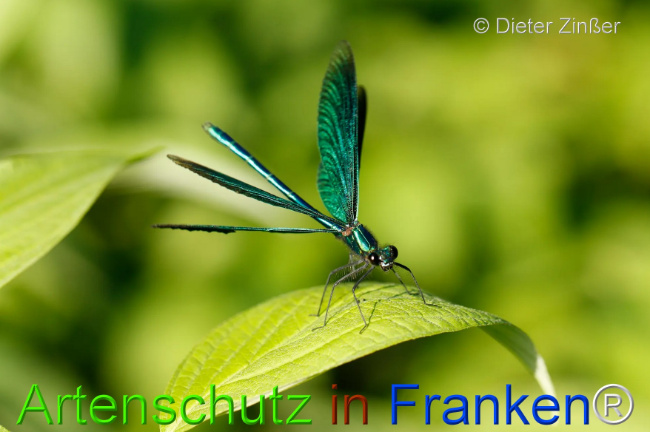 Bild zum Eintrag (1130094-160)