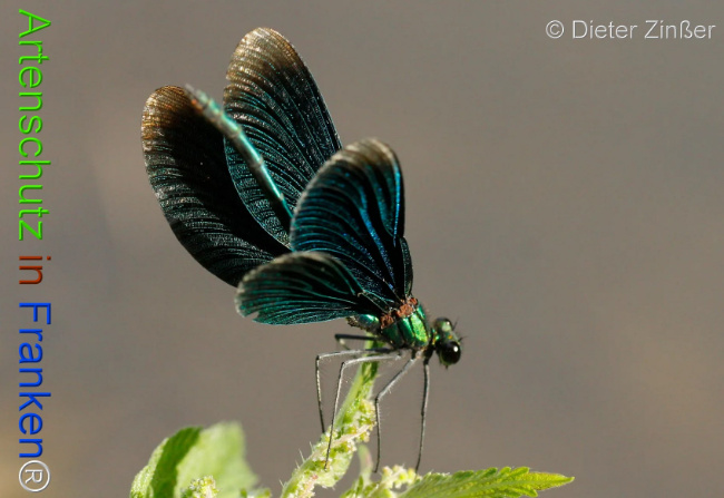 Bild zum Eintrag (1130101-160)