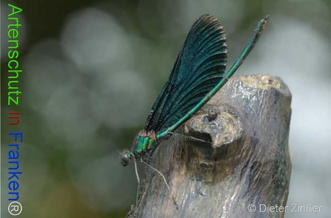 Bild zum Eintrag (1130102-160)