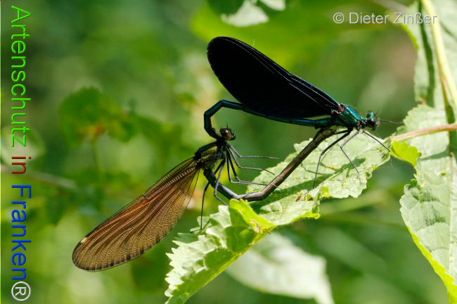 Bild zum Eintrag (1130103-160)