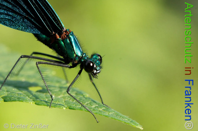 Bild zum Eintrag (1130104-160)