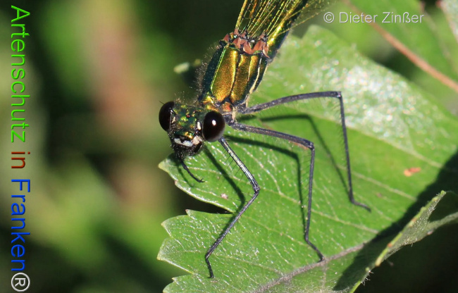 Bild zum Eintrag (1130109-160)