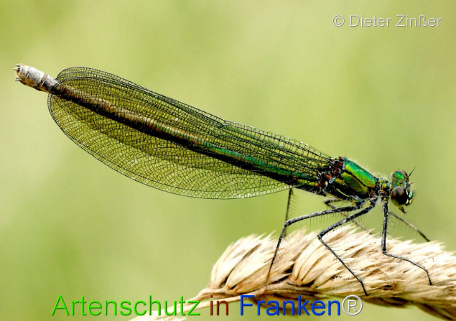 Bild zum Eintrag (1130111-160)