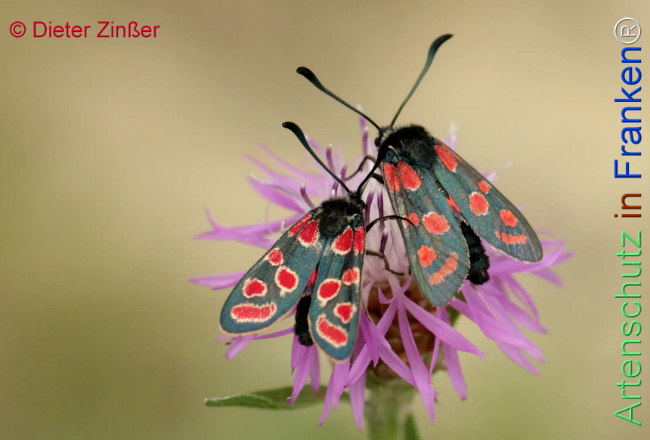 Bild zum Eintrag (1130126-160)