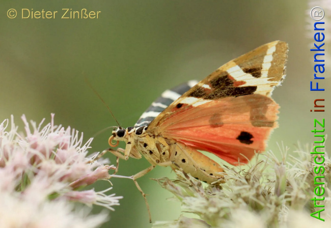 Bild zum Eintrag (1130180-160)