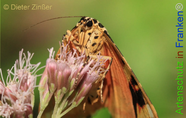 Bild zum Eintrag (1130181-160)