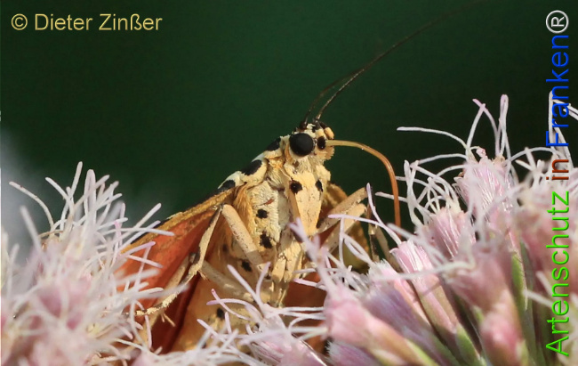 Bild zum Eintrag (1130182-160)