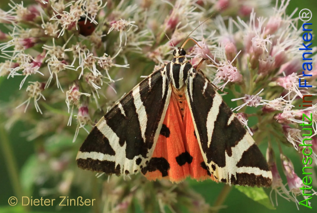 Bild zum Eintrag (1130187-160)