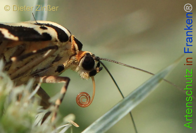 Bild zum Eintrag (1130188-160)