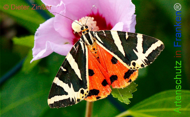 Bild zum Eintrag (1130189-160)