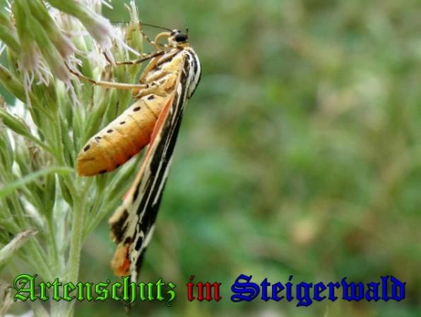 Bild zum Eintrag (1130191-160)