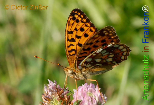 Bild zum Eintrag (1130210-160)