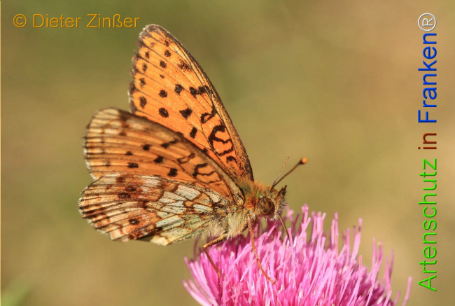 Bild zum Eintrag (1130211-160)