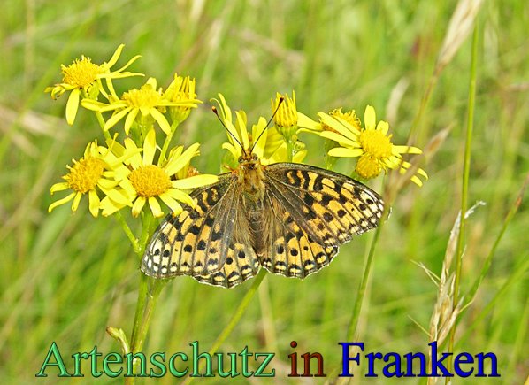 Bild zum Eintrag (1130212-160)