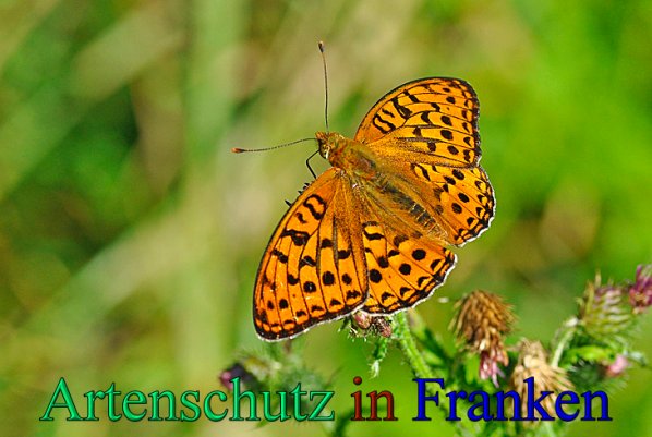 Bild zum Eintrag (1130213-160)